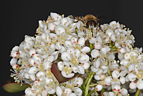 Photinia fiorita